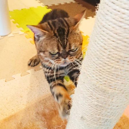 Kunisaki 猫と断食の宿 Cat Inn Neko المظهر الخارجي الصورة