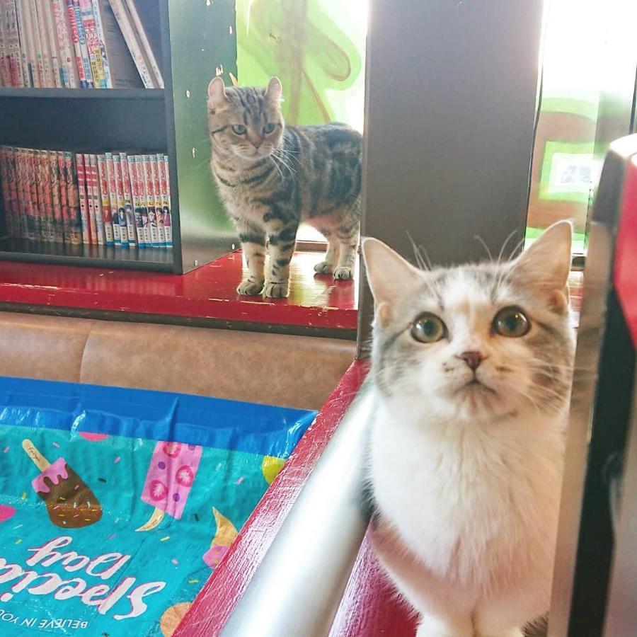 Kunisaki 猫と断食の宿 Cat Inn Neko المظهر الخارجي الصورة