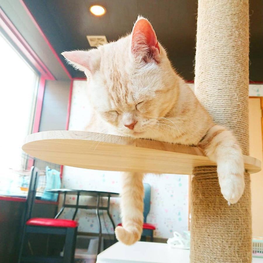 Kunisaki 猫と断食の宿 Cat Inn Neko المظهر الخارجي الصورة