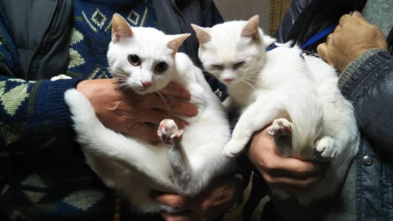 Kunisaki 猫と断食の宿 Cat Inn Neko المظهر الخارجي الصورة